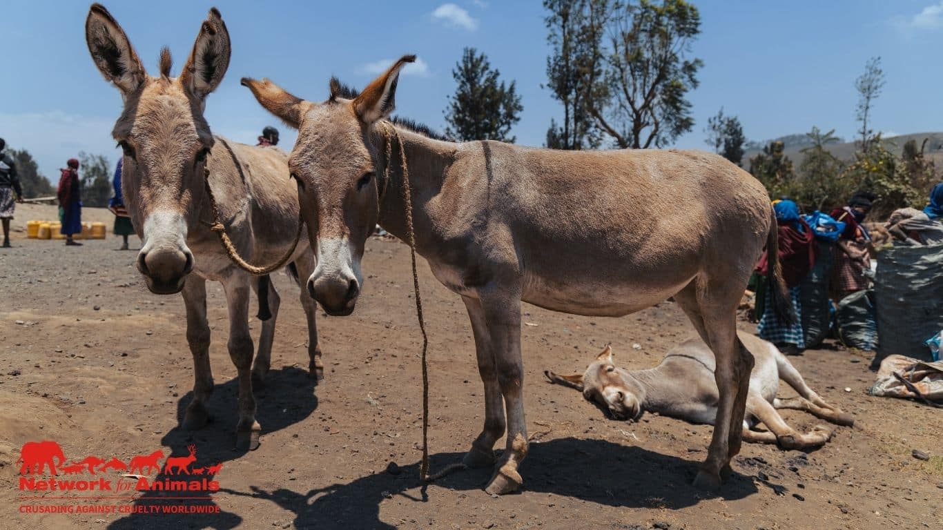 Banner Exhausted Donkey credit NFA Byron Seale