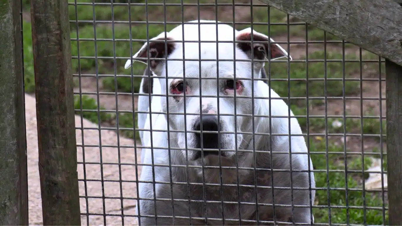 Banner Sad dog credit Mark Jordan