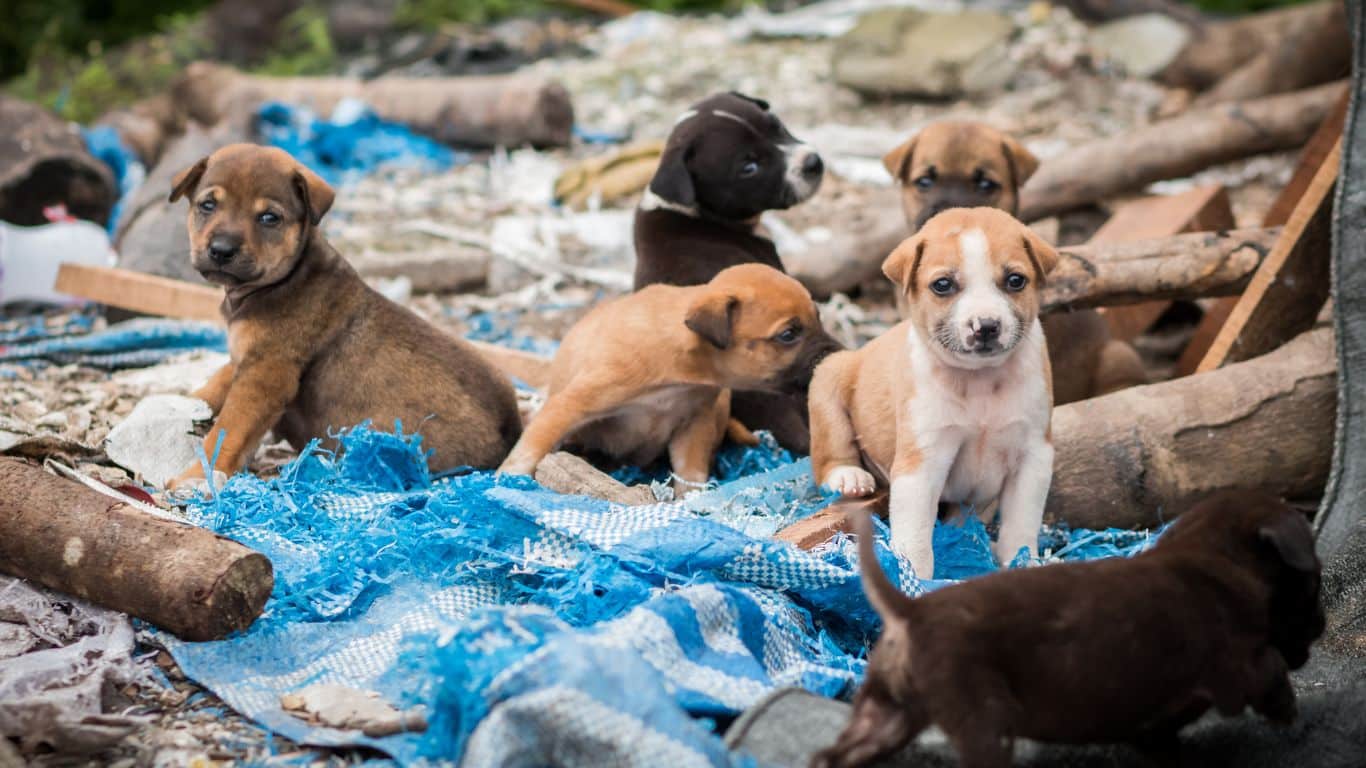Bannner Stray puppies credit Shutterstock .BiggsJeejpg