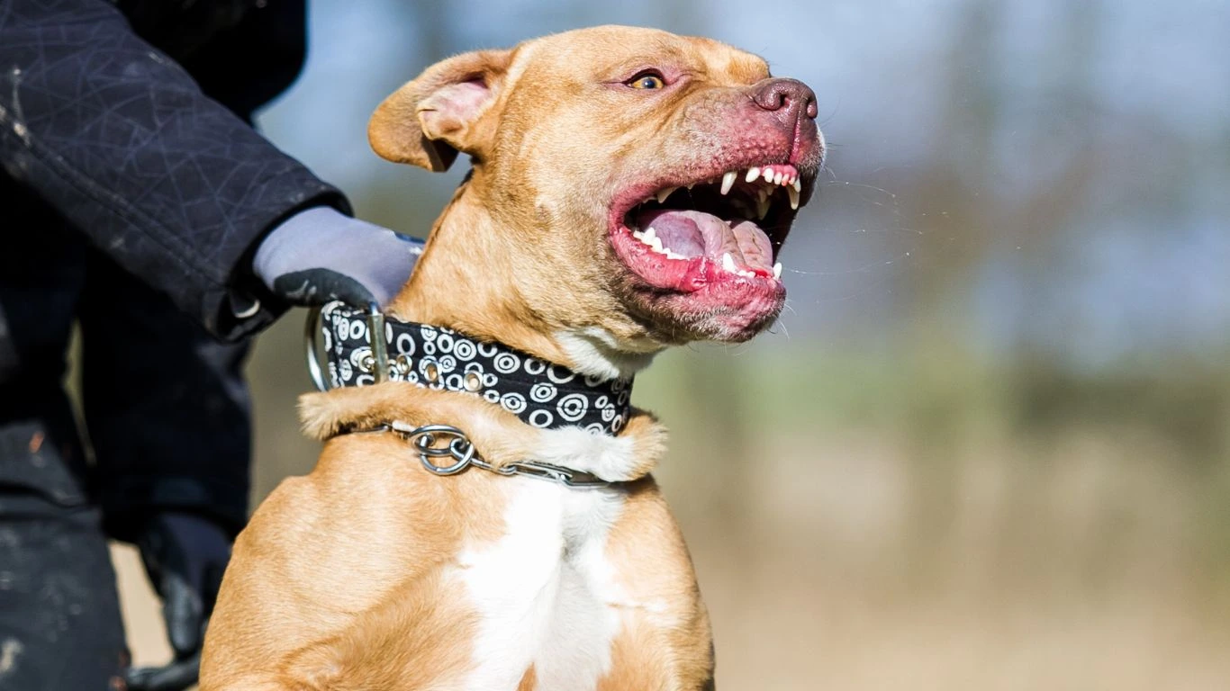 Image1 Angry pitbull credit Shutterstock Image1 Angry pitbull credit Shutterstock