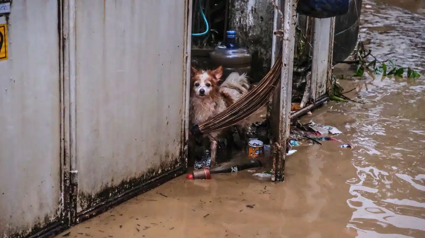 Image1 Dog stuck in doorway credit Juan Carlo De Vela