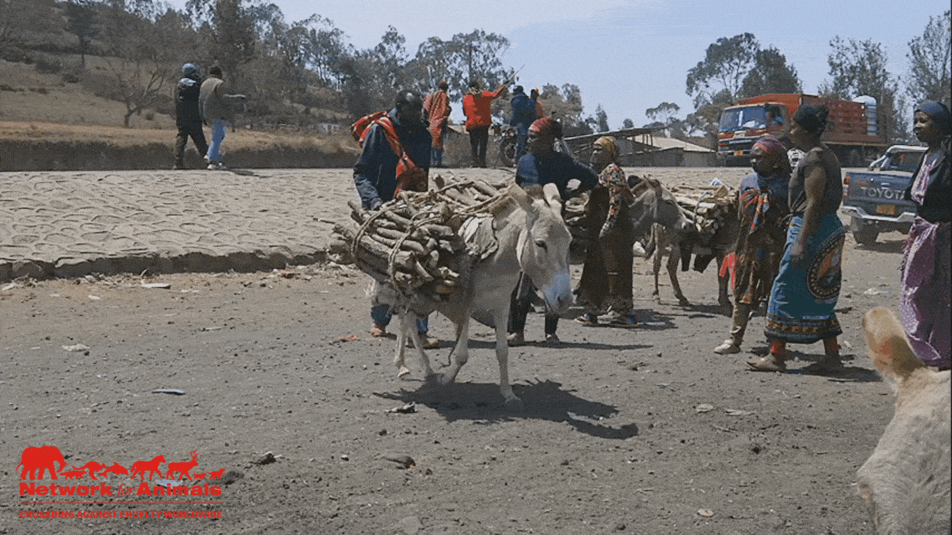 Image1 Donkey carrying heavy load credit NFA Byron Seale