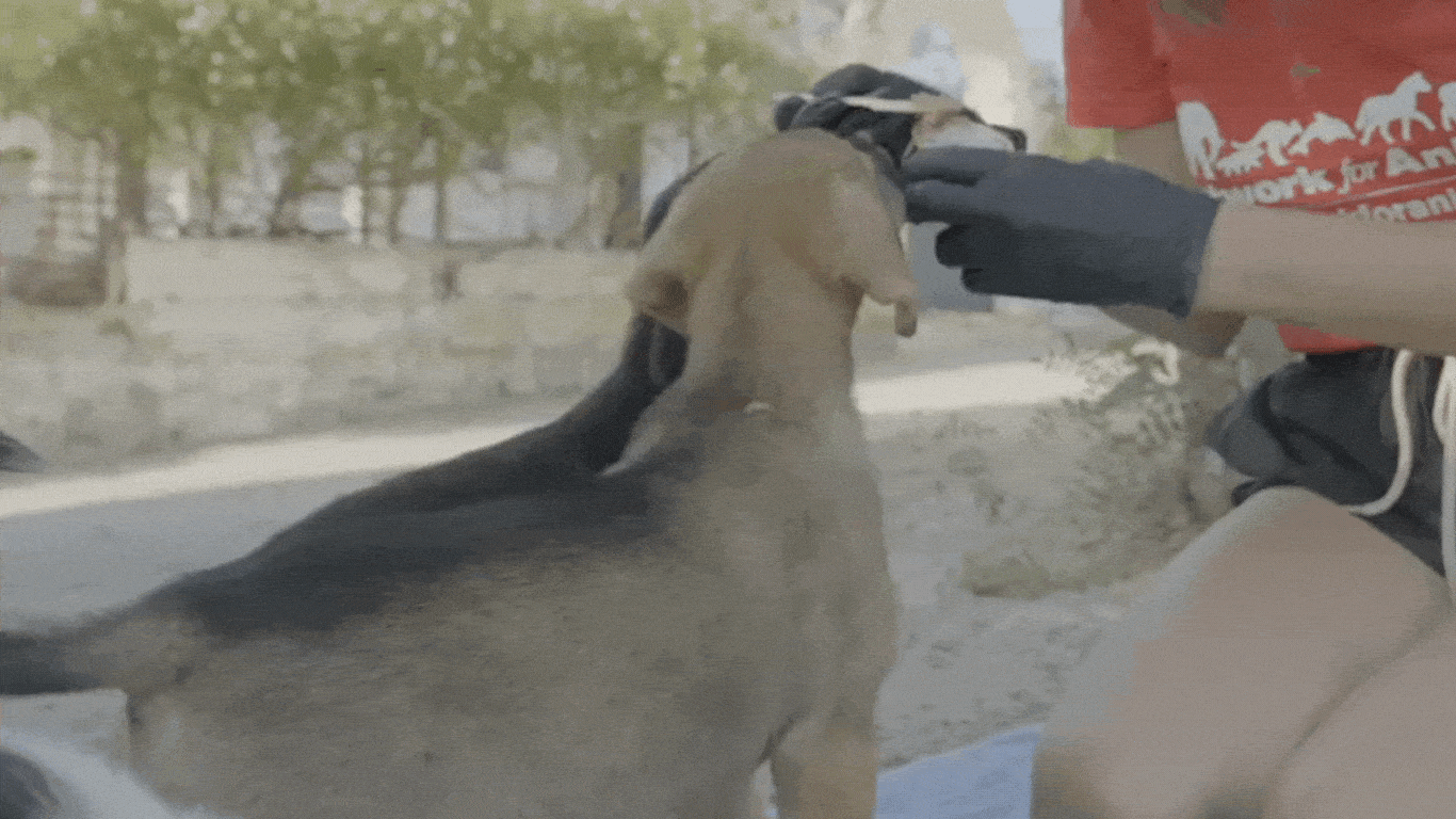 Image1 NFA campaigner Romina Dobry feeding puppies credit NFA Wik Dobry
