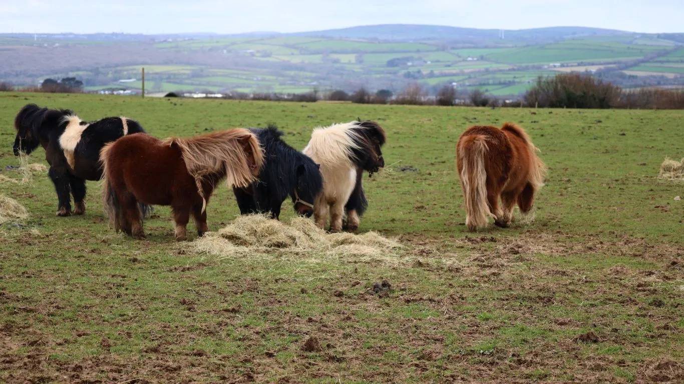 Image1 Ponies on windy field Credit NFA David Barritt
