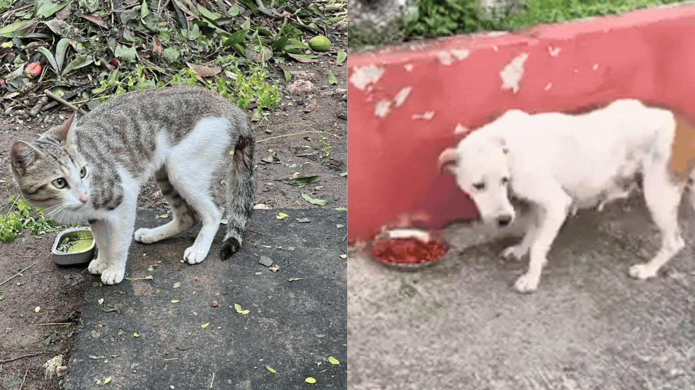 Image1 Stray cat and dog credit Kitties of Kingston (Left) and Portland Pups (Right) Image1 Stray cat and dog credit Kitties of Kingston (Left) and Portland Pups (Right)