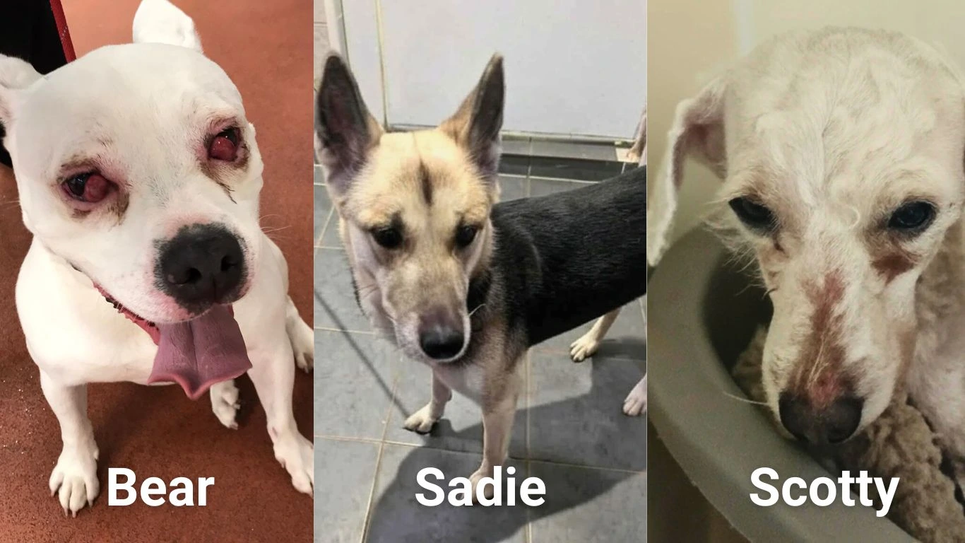 Image2 Bear, Sadie and Scotty credit Doris Banham Dog Rescue