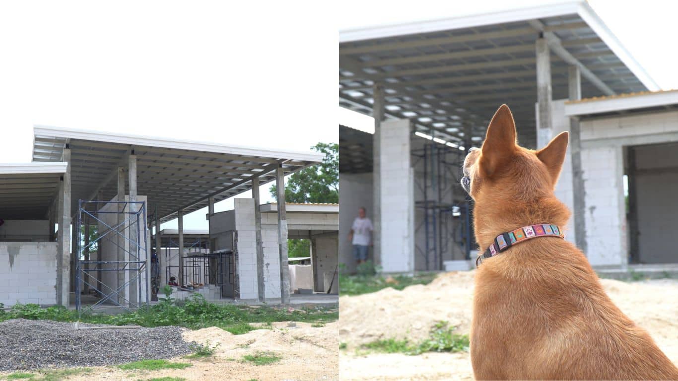 Image2 Collage of construction and dog credit Rescue PAWS Thailand Image2 Collage of construction and dog credit Rescue PAWS Thailand