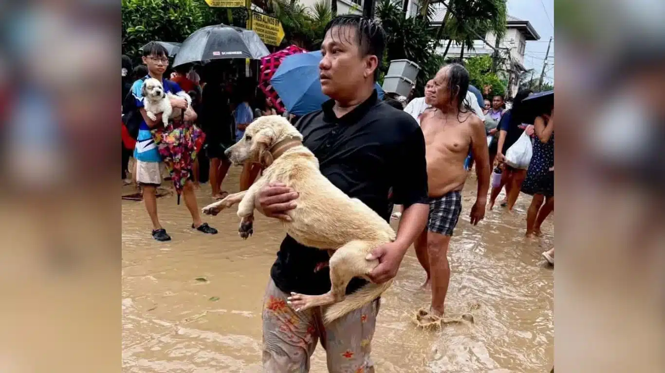 Image2 Dog rescued from flood credit litodelosangeles