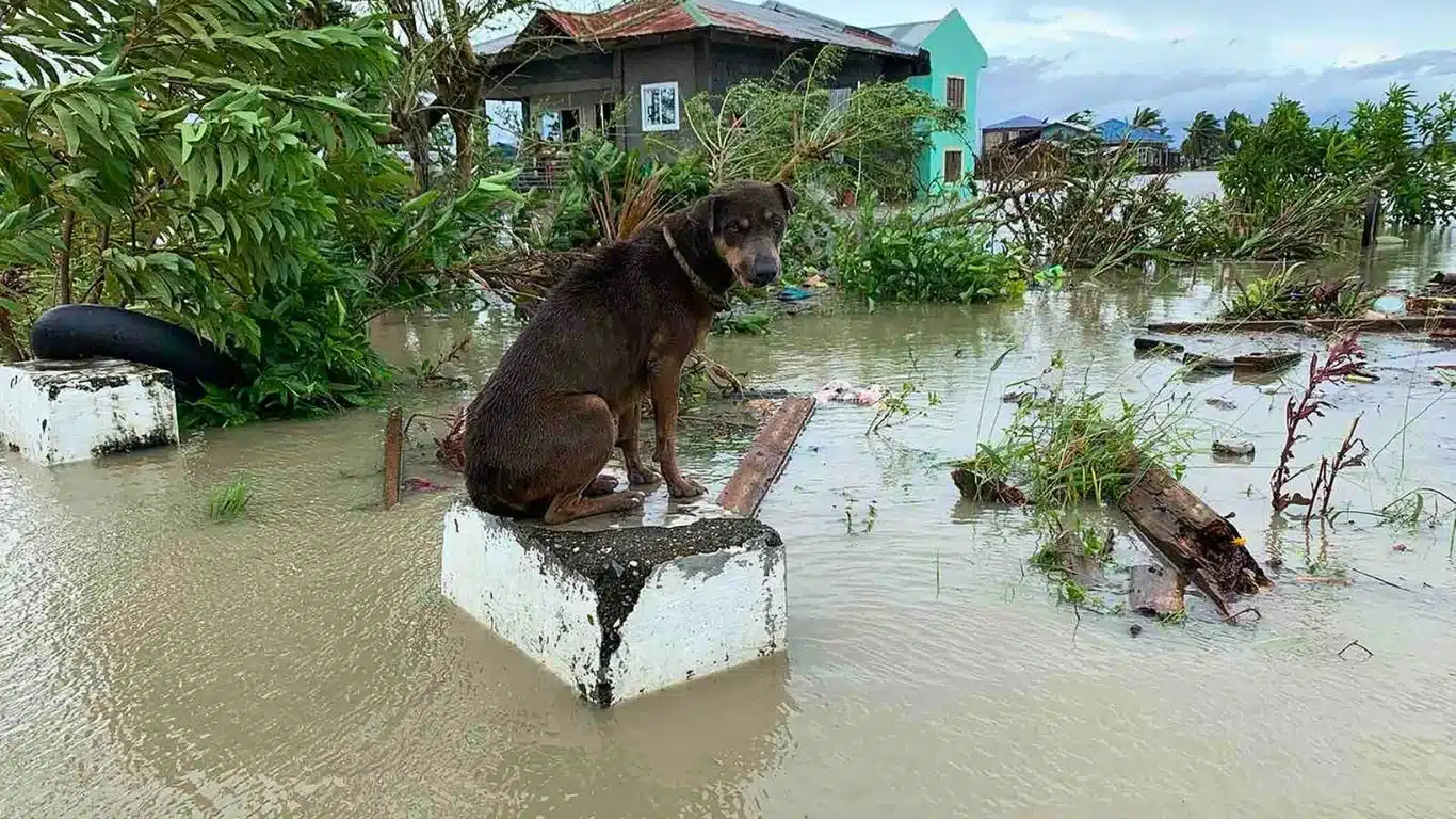 Image2 Dog stranded in flood credit Philipine Star