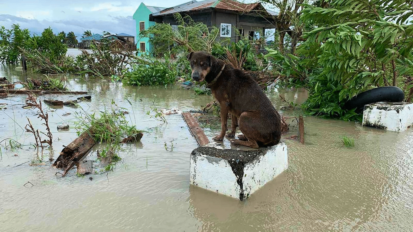 Image2 Dog stranded in flood credit Philippine Star flipped