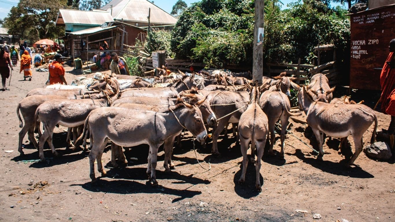 Image2 Donkeys tied to pole in heat credit ASPA