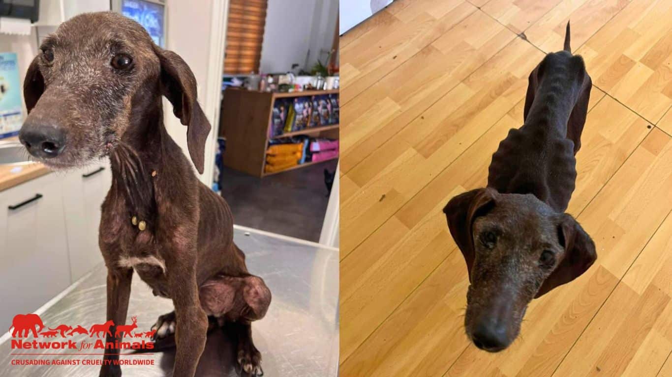 Image2 Neglected dog credit NFA Wik Dobry