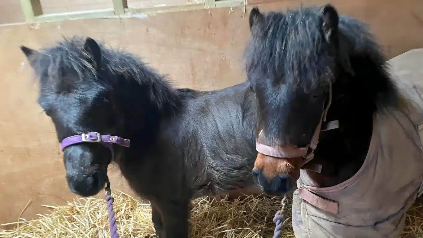 Image2 Ponies in the care of HUGS Credit NFA David Barritt