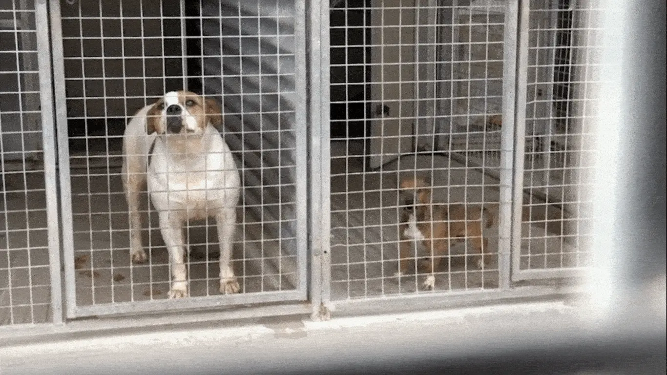 Image3 Dogs in kennels credit Mark Jordan Image3 Dogs in kennels credit Mark Jordan