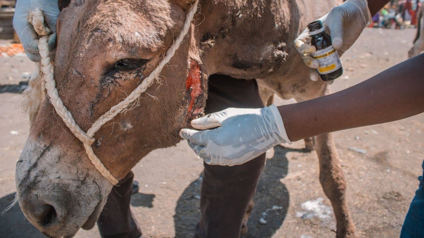 Image3 Injured donkey cheek credit ASPA