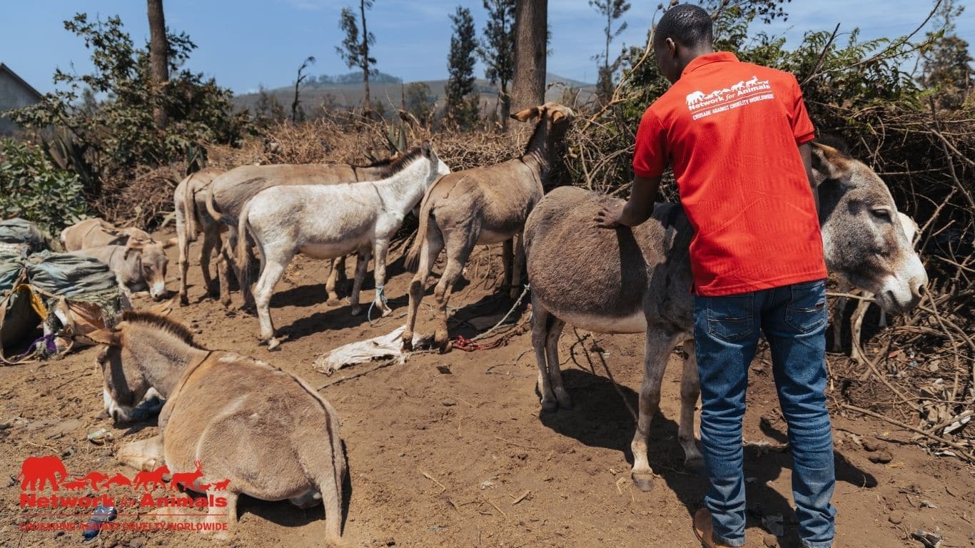 Image4 Vet checking donkeys credit NFA Byron Seale