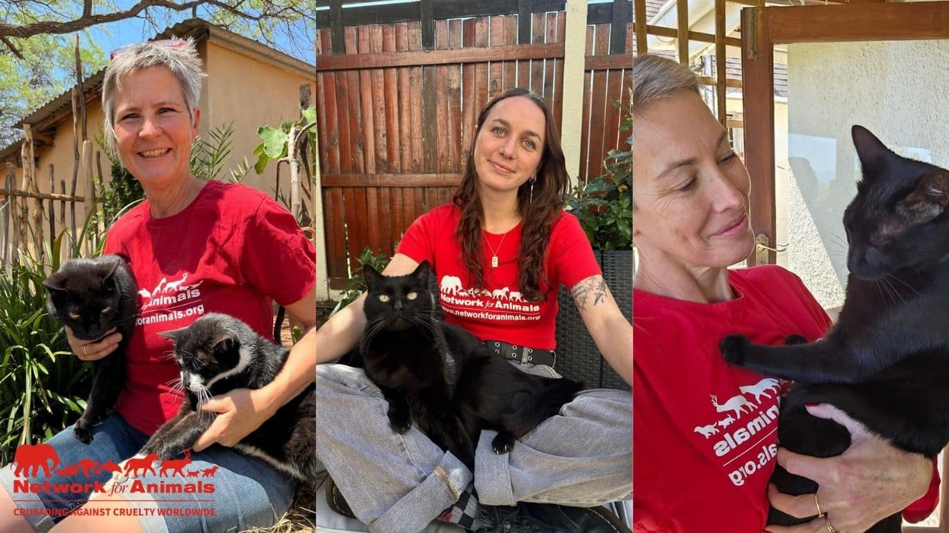 Image5 Collage of NFA staff and cats credit NFA Image5 Collage of NFA staff and cats credit NFA