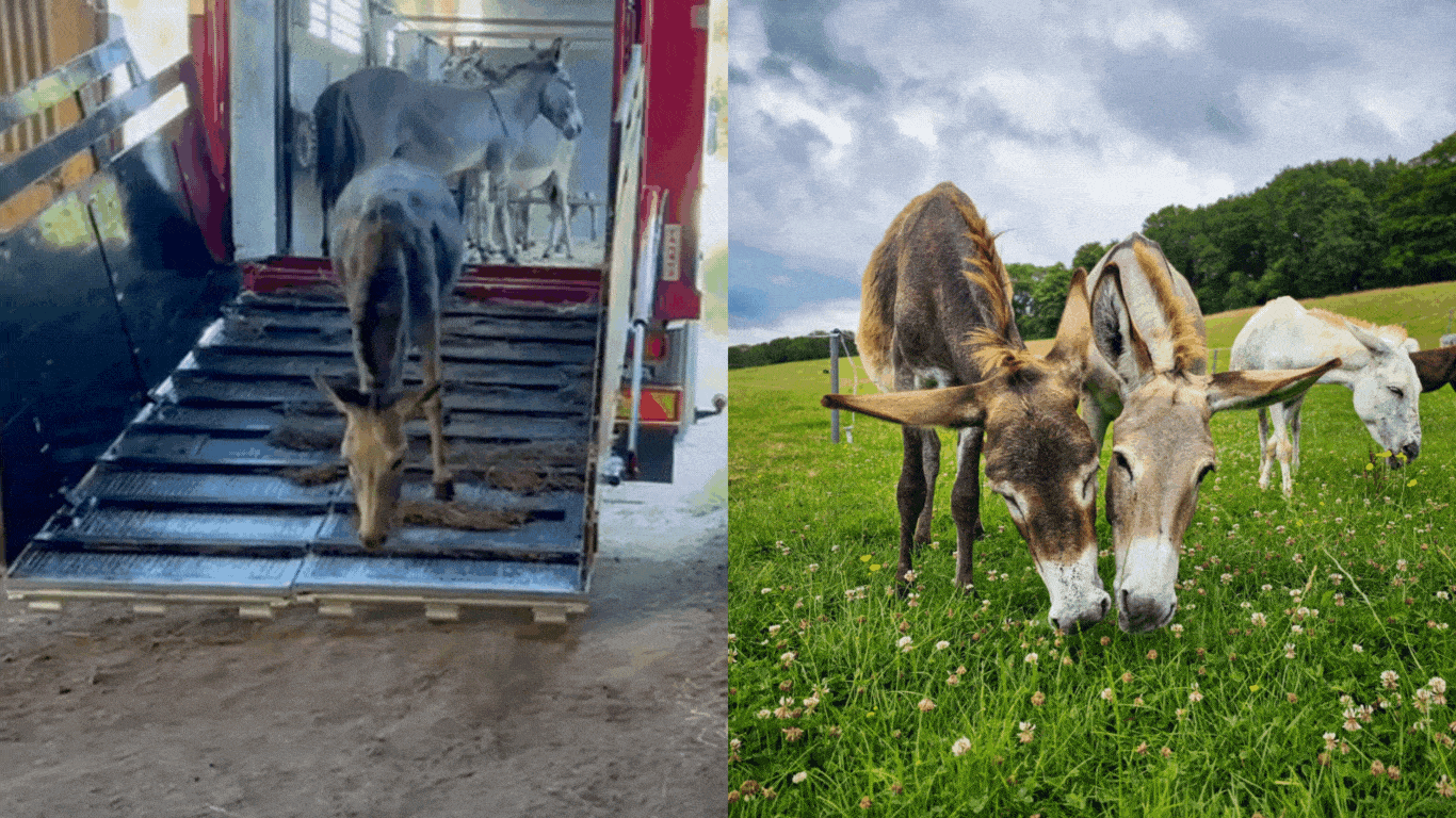 Image6 Side by side donkeys credit SOS Image6 Side by side donkeys credit SOS