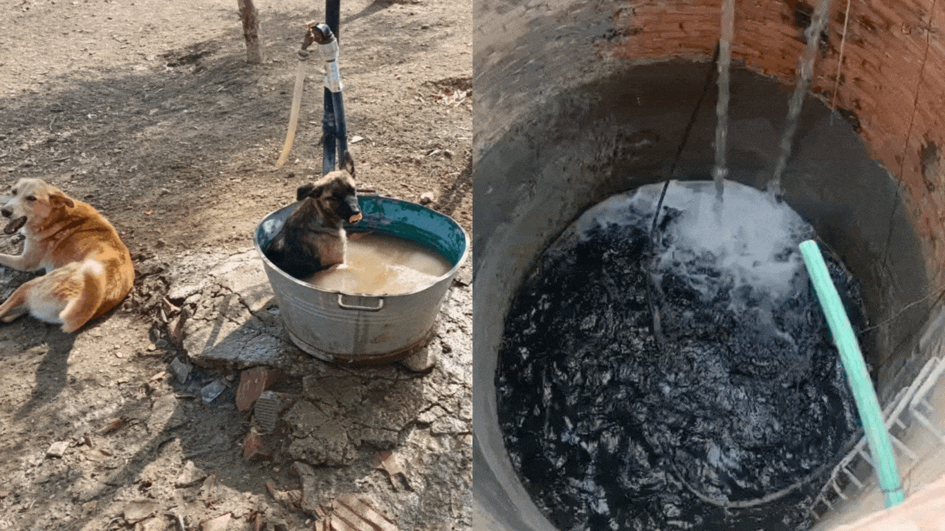 Image7 Side by side of dogs and well credit SFT Image7 Side by side of dogs and well credit SFT