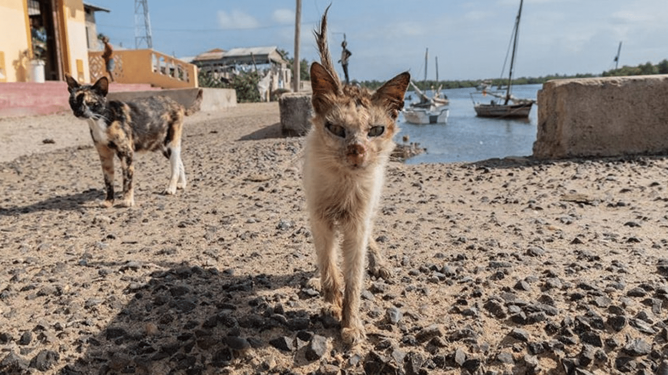 Cats in crisis banner