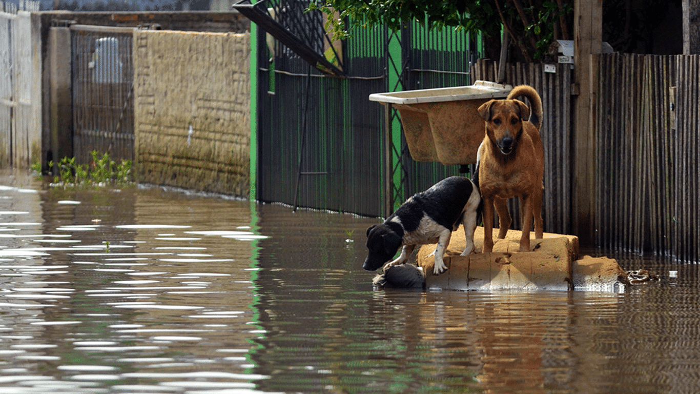Disaster Relief banner