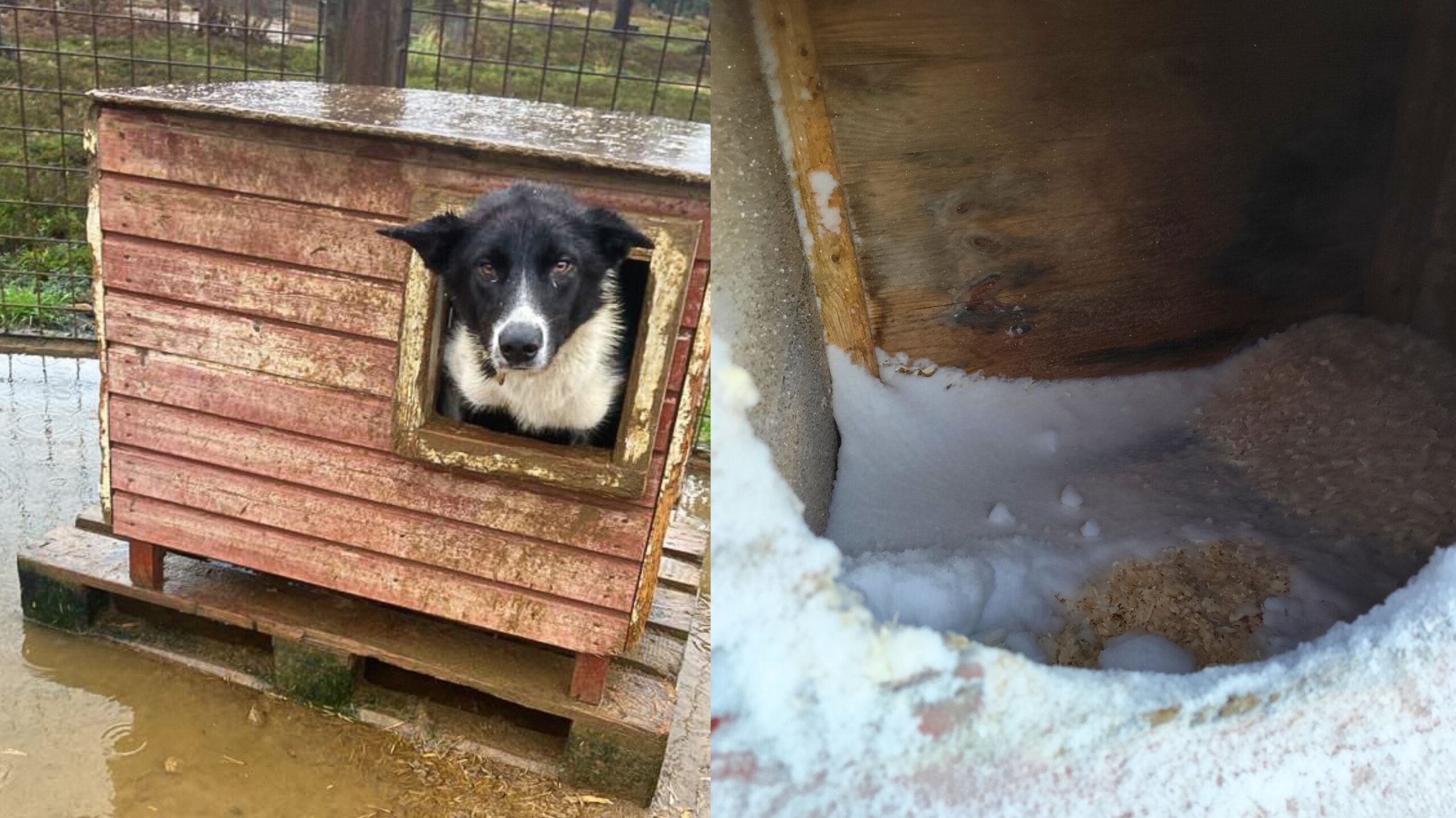 Dogs living condition in tiny kennel