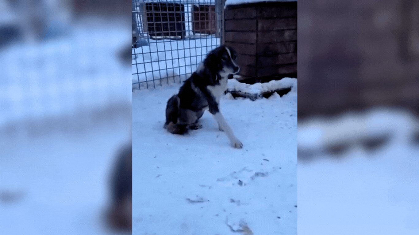 Dog freezing in the snow