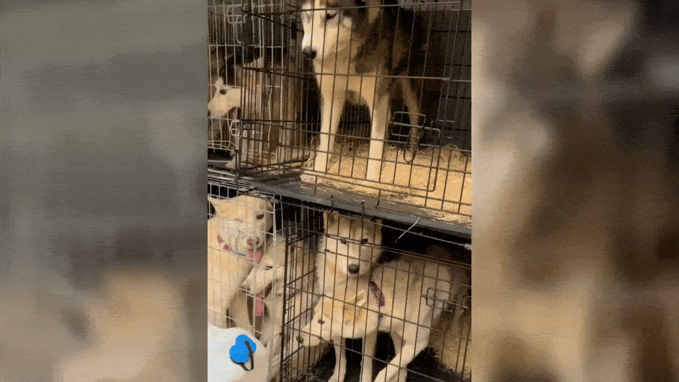 Dogs stacked in tiny cages on top of eachother