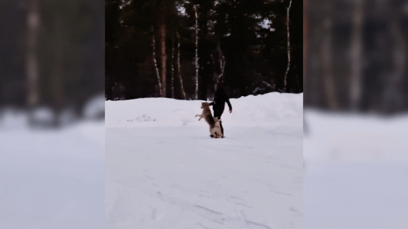 Man dragging dog by his neck through the snow