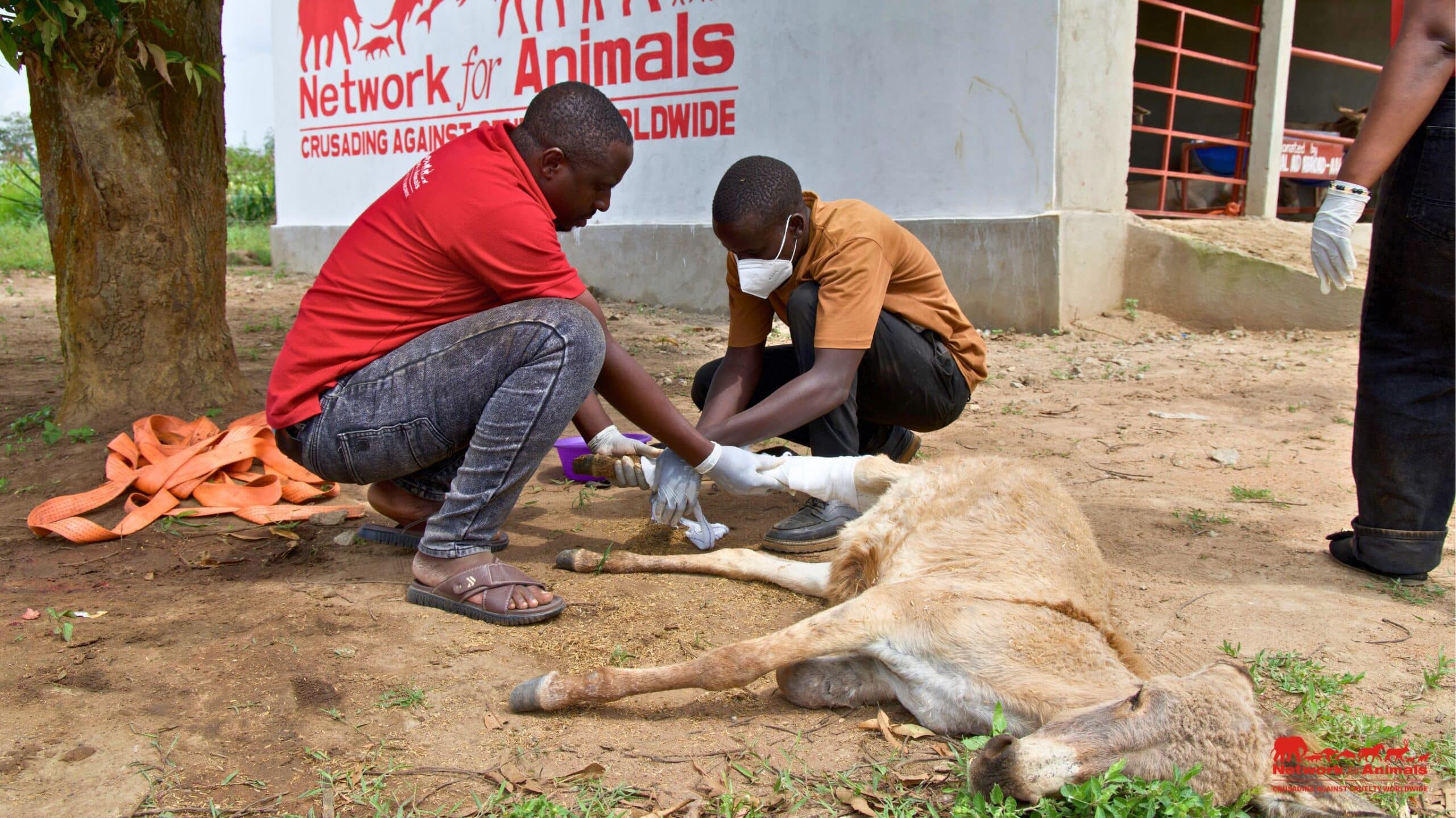 Vets treating donkey