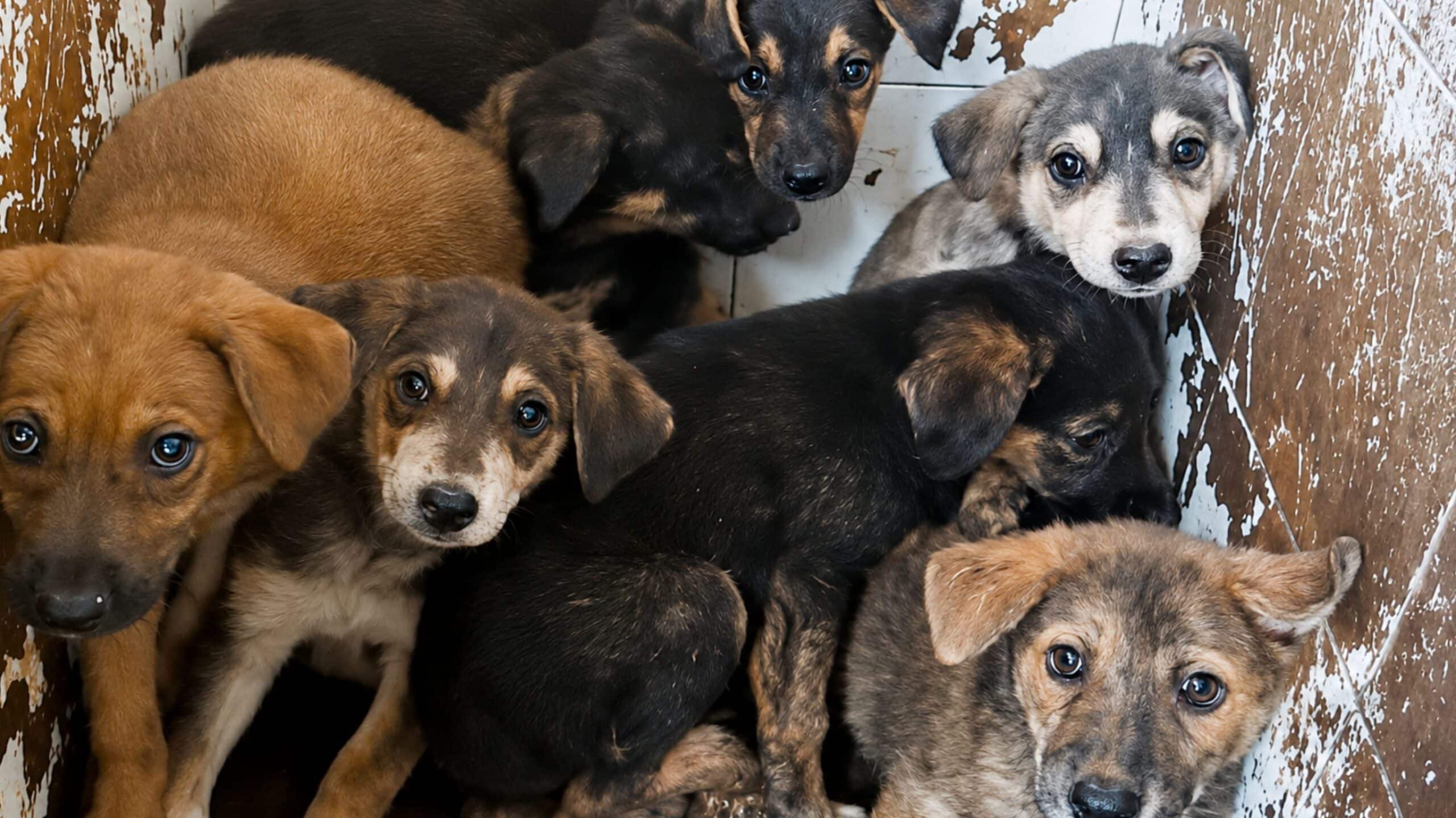credit In Defense of Animals