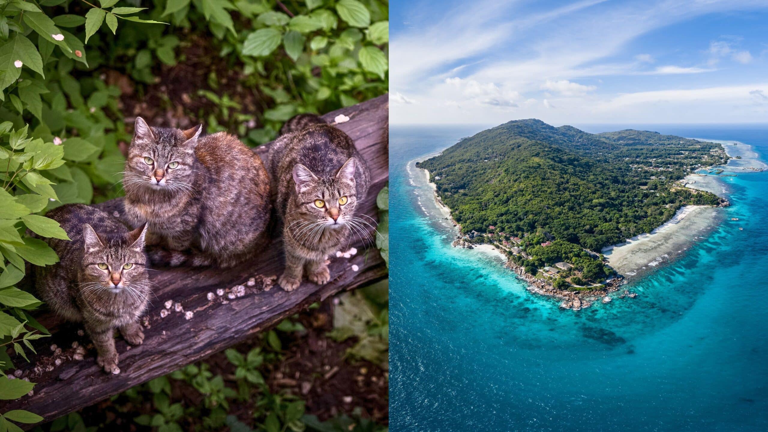 Tropical island's jungle hides a heartbreaking secret - Network for Animals