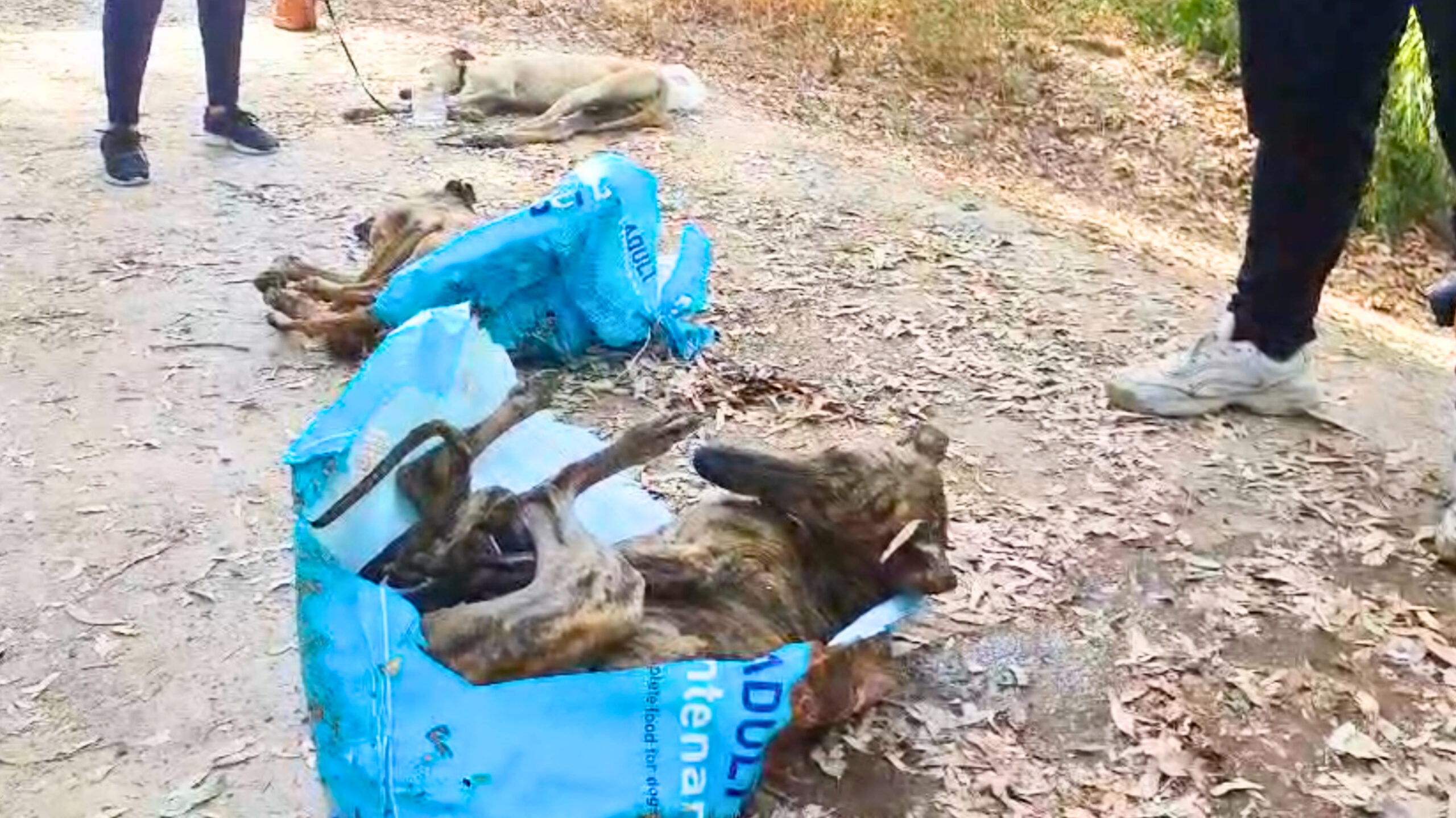 Dead dogs in plastic sacks