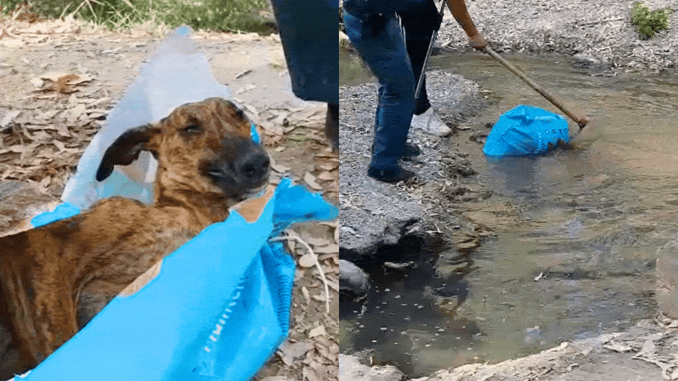 Dead dog in a plastic sack