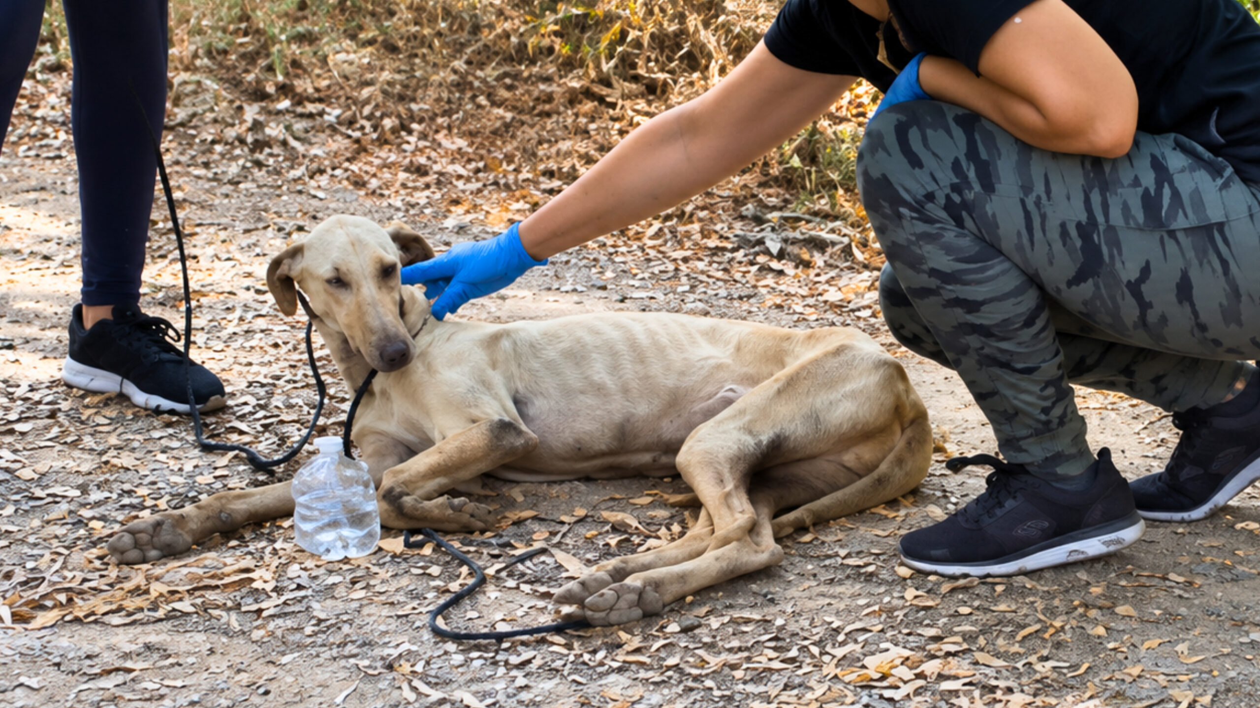 Malnourished dog, Gaby, lying on the ground
