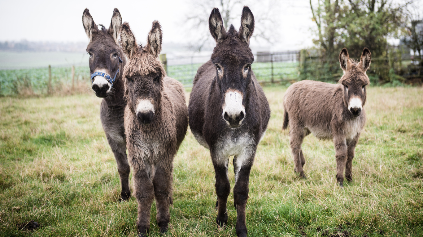 Trade Netoworks The ‘voracious, clandestine’ donkey skin trade - Network for Animals