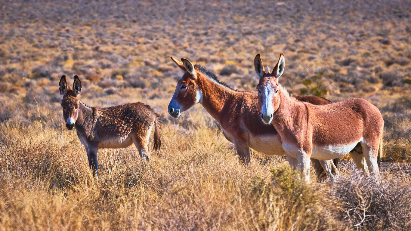 Trade Netoworks The ‘voracious, clandestine’ donkey skin trade - Network for Animals